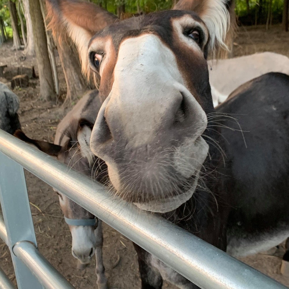 Meet your Posher, Chalisa